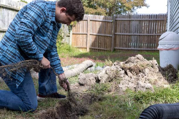 tree root removal